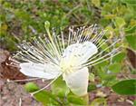 fiore del Sinai