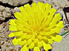 Fiore del Sinai